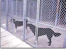 Dogs at animal shelter