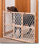 Labrador Retriever looking over gate
