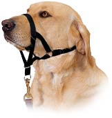 Dog with Halti Collar on