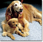 Older dog and puppy