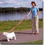 Puppy pulling on leash