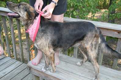 salty is an adult female german shepherd blue heeler mix salty is an adult female german shepherd blue heeler mix