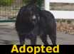 Skipper - ADOPTED