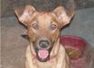 Fido