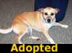 Maggie - ADOPTED