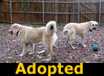 Mary Kate & Ashley - ADOPTED