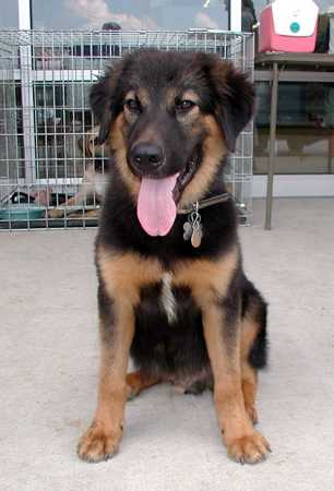 mix german shepherd