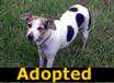 Suzi -ADOPTED