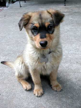 Taffy