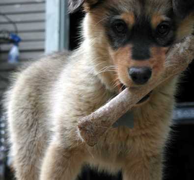 Taffy