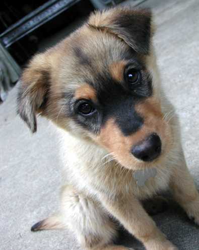 Taffy