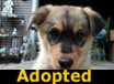 Taffy - ADOPTED